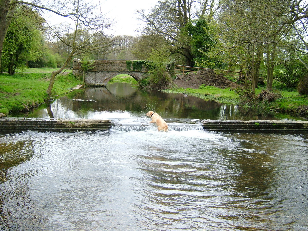 Rosie having fun.